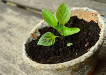 How one can Begin Seeds Like a Skilled Grower