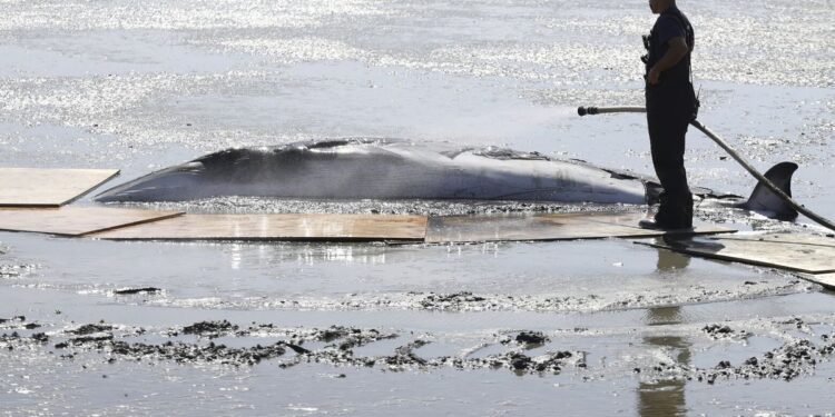 4 whales wash up in San Francisco Bay in week and a half