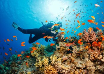 Greater than 80% of world’s coral reefs hit by worst bleaching occasion in historical past